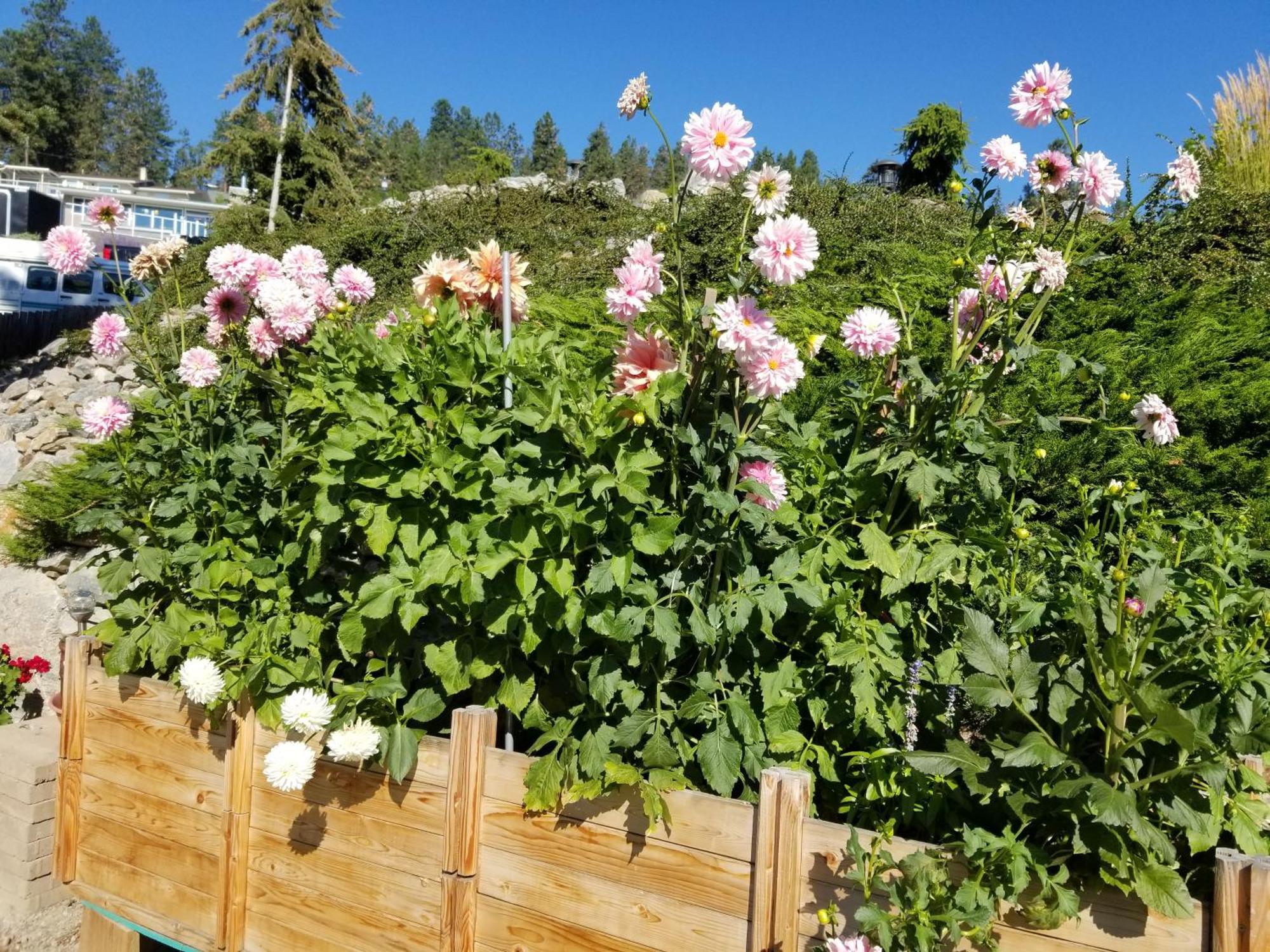 A Taste Of Mexico In The Heart Of Wine Country. Lägenhet Peachland Exteriör bild
